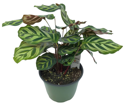 FlowerPotNursery Peacock Plant Calathea makoyana 6" Pot