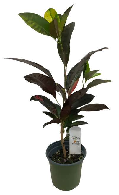 FlowerPotNursery Croton Petra Codiaeum variegatum Petra 4" Pot