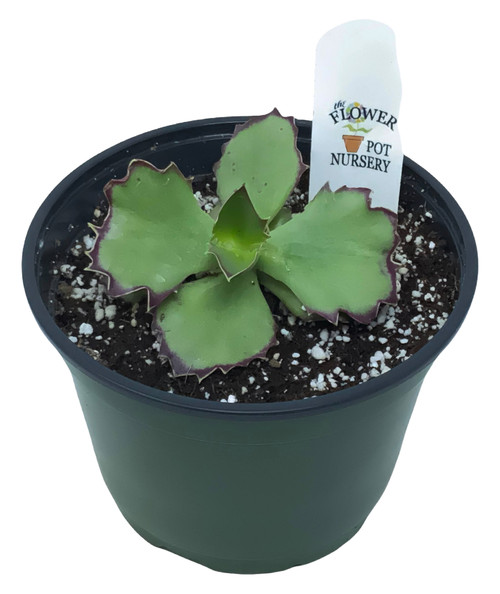FlowerPotNursery Walking Kalanchoe Kalanchoe synsepala 6" Pot FlowerPotNursery Walking Kalanchoe Kalanchoe synsepala 6" Pot