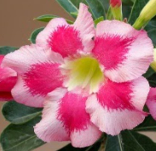 FlowerPotNursery Desert Rose CB LAI 1 Border Adenium obesum CB LAi 1 6" Pot
