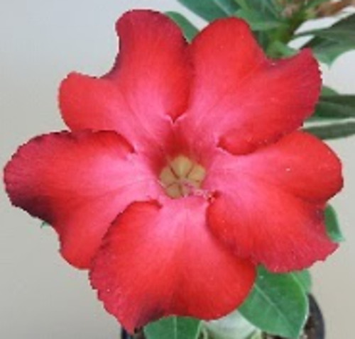 FlowerPotNursery Desert Rose Daeng Udom Sap Red Adenium obesum D.U.S. 6" Pot