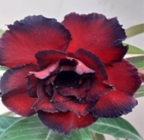 FlowerPotNursery Desert Rose Good Night Black Red Adenium obesum Good N. 6" Pot