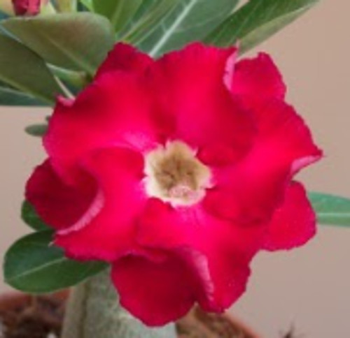 FlowerPotNursery Desert Rose Red Robin Red Adenium obesum Red Robin 6" Pot