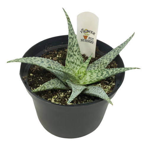 FlowerPotNursery Aloe vera White Fox - 6" Pot