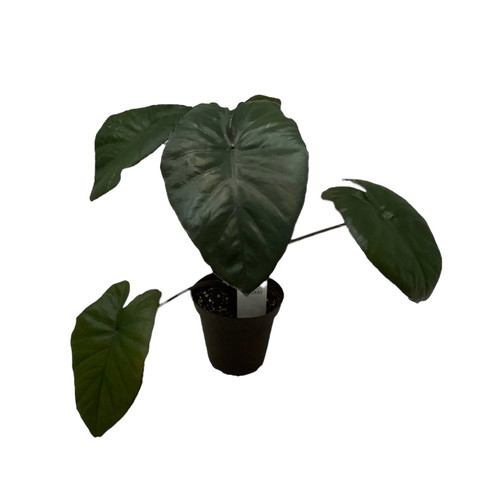 FlowerPotNursery Serendipity Alocasia Alocasia sp. Serendipity 4” Pot