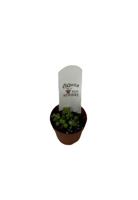 FlowerPotNursery Variegated String of Pearls Senecio rowleyanus Variegata 2" Pot FlowerPotNursery Variegated String of Pearls Senecio rowleyanus Variegata 2" Pot