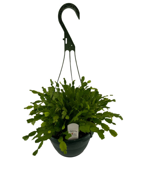 FlowerPotNursery Christmas Cactus Pink Schlumbergera bridgesii Pink 8" Basket FlowerPotNursery Christmas Cactus Pink Schlumbergera bridgesii Pink 8" Basket