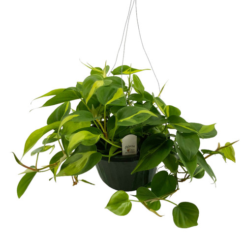 FlowerPotNursery Brasil Philodendron Philodendron hederaceum Brasil 10" Basket