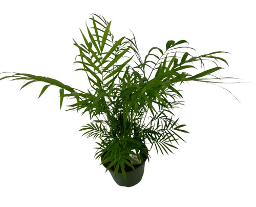 FlowerPotNursery Neanthe Bella Parlor Palm Chamaedorea elegans 6" Pot