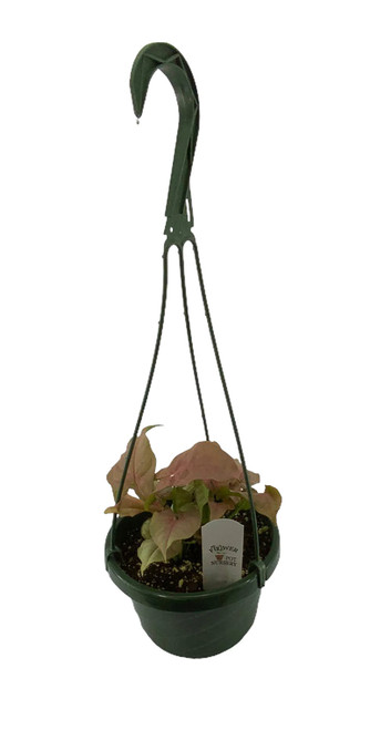 FlowerPotNursery Pink Nephthytis Arrowhead Plant Syngonium sp Pink 6" Basket FlowerPotNursery Pink Nephthytis Arrowhead Plant Syngonium sp Pink 6" Basket