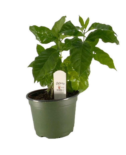 FlowerPotNursery Arabian Coffee Plant Coffea arabica 6” Pot FlowerPotNursery Arabian Coffee Plant Coffea arabica 6” Pot