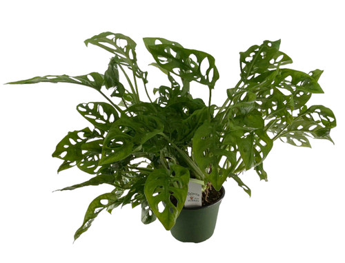 FlowerPotNursery Swiss Cheese Vine Monstera Exlitaa 6” Pot