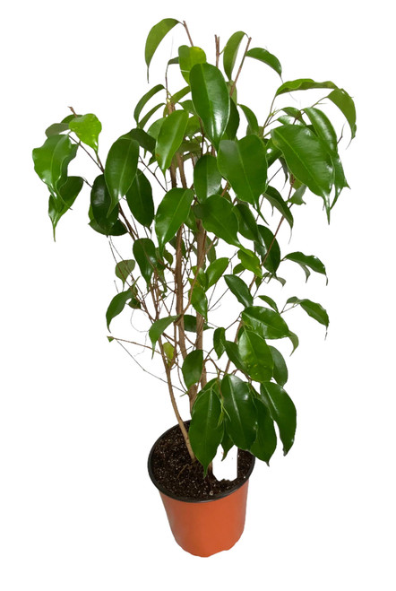 FlowerPotNursery Ficus Tree Ficus benjamina 1 Gallon Pot