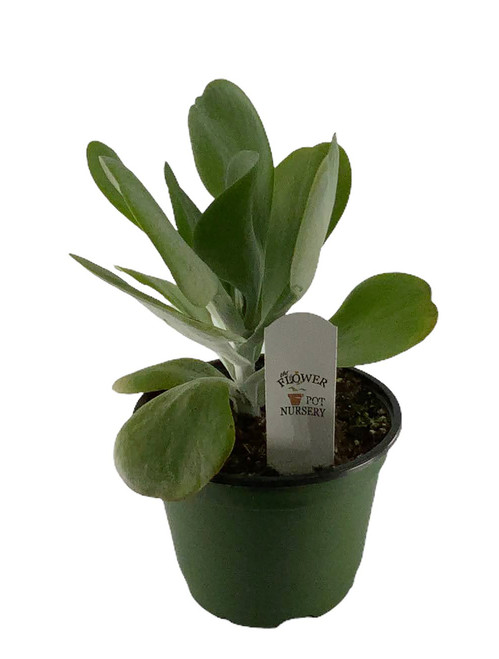 FlowerPotNursery Flapjack Succulent Paddle Plant Kalanchoe luciae 6" Pot FlowerPotNursery Flapjack Succulent Paddle Plant Kalanchoe luciae 6" Pot