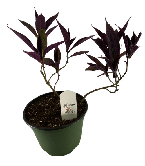 FlowerPotNursery Persian Shield Plant Strobilanthes dyerianus 6" Pot FlowerPotNursery Persian Shield Plant Strobilanthes dyerianus 6" Pot