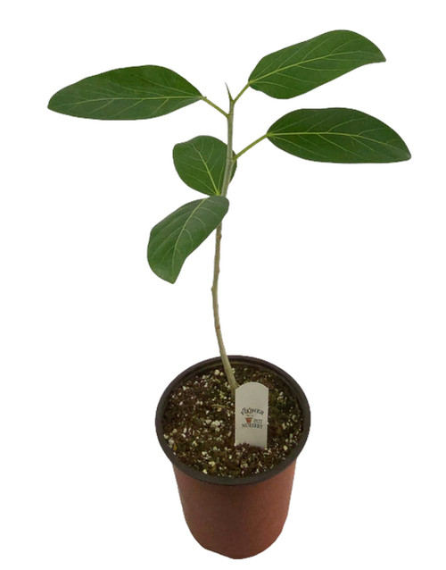 FlowerPotNursery Ficus Audrey Ficus benghalensis Audrey 1 Gallon Pot