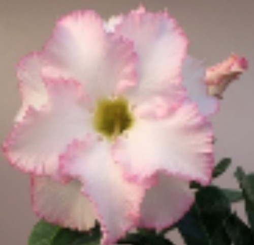 FlowerPotNursery Desert Rose Pink P Pastel Pink Adenium obesum Pink Pearl 6" Pot