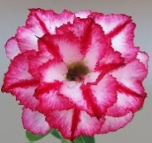 FlowerPotNursery Thai Desert Rose CB A1 Pink Splash Adenium obesum CBA1 6" Pot