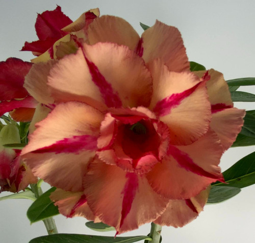 Adenium Obesum Desert Rose –