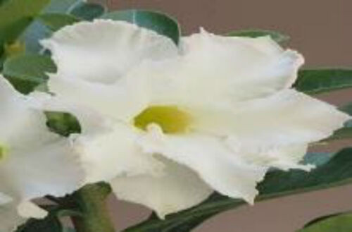 FlowerPotNursery White Ice Desert Rose Adenium obesum White Ice 6" Pot