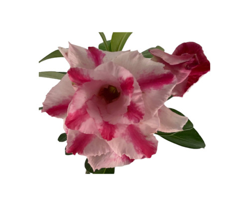 FlowerPotNursery Thai Desert Rose Pink Splas Adenium obesum BA19 6" Pot