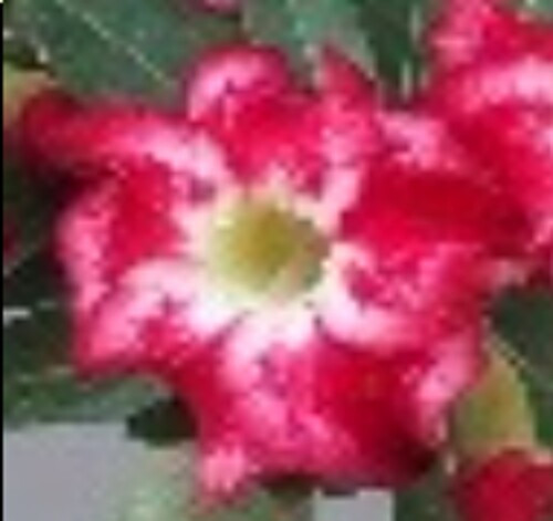 FlowerPotNursery Thai Desert Rose BF08 White S. P. Adenium