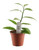 FlowerPotNursery Inverted Green Devils Backbone Pedilanthus tithymaloides 4" Pot