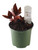 FlowerPotNursery Sea Turtle Jewel Orchid Ludochilus sp. Sea Turtle 4" Pot