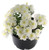 FlowerPotNursery White Chrysanthemum Garden Mum Chrysanthemum sp. 8" Pot