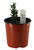 FlowerPotNursery Sky Pencil Japanese Holly Ilex crenata Sky Pencil 1 Gallon Pot