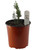 FlowerPotNursery Italian Cypress Cupressus sempervirens 1 Gallon Pot