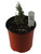 FlowerPotNursery Italian Cypress Cupressus sempervirens 1 Gallon Pot