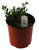 FlowerPotNursery Dwarf Radicans Gardenia jasminoides Radicans 1 Gallon Pot