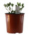 FlowerPotNursery Eco Turf Ornamental Peanut Arachis glabrata 1 Gallon Pot