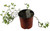 FlowerPotNursery Golden Glory Ornamental Peanut Arachis pintoi 1 Gallon Pot