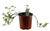 FlowerPotNursery Golden Glory Ornamental Peanut Arachis pintoi 1 Gallon Pot