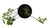 FlowerPotNursery Golden Glory Ornamental Peanut Arachis pintoi 1 Gallon Pot