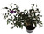 FlowerPotNursery Dwarf Tibouchina Princess Flower Tibouchina lepidota 1 Gallon