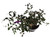 FlowerPotNursery Dwarf Tibouchina Princess Flower Tibouchina lepidota 1 Gallon