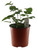 FlowerPotNursery Triple Crown Thornless Blackberry Rubus sp. Triple C. 1 Gallon