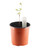 FlowerPotNursery Dynamite® Crape Myrtle Lagerstroemia sp. Dynamite 1 Gallon Pot