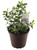 FlowerPotNursery Dwarf Radicans Gardenia Gardenia jasminoides Radicans 4" Pot