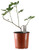 FlowerPotNursery Olympian Fig Ficus carica Olympian 1 Gallon Pot