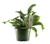 FlowerPotNursery Staghorn Fern Platycerium bifurcatum 6" Pot