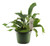 FlowerPotNursery Staghorn Fern Platycerium bifurcatum 6" Pot