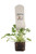 FlowerPotNursery Citronella Mosquito Plant Pelargonium citrosum Plug 1 Pack