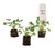 FlowerPotNursery Citronella Mosquito Plant Pelargonium citrosum Plug 3 Pack