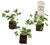 FlowerPotNursery Citronella Mosquito Plant Pelargonium citrosum Plug 3 Pack