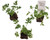 FlowerPotNursery Citronella Mosquito Plant Pelargonium citrosum Plug 3 Pack