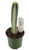 FlowerPotNursery Blue Torch Cactus Pilosocereus pachycladus 4" Pot